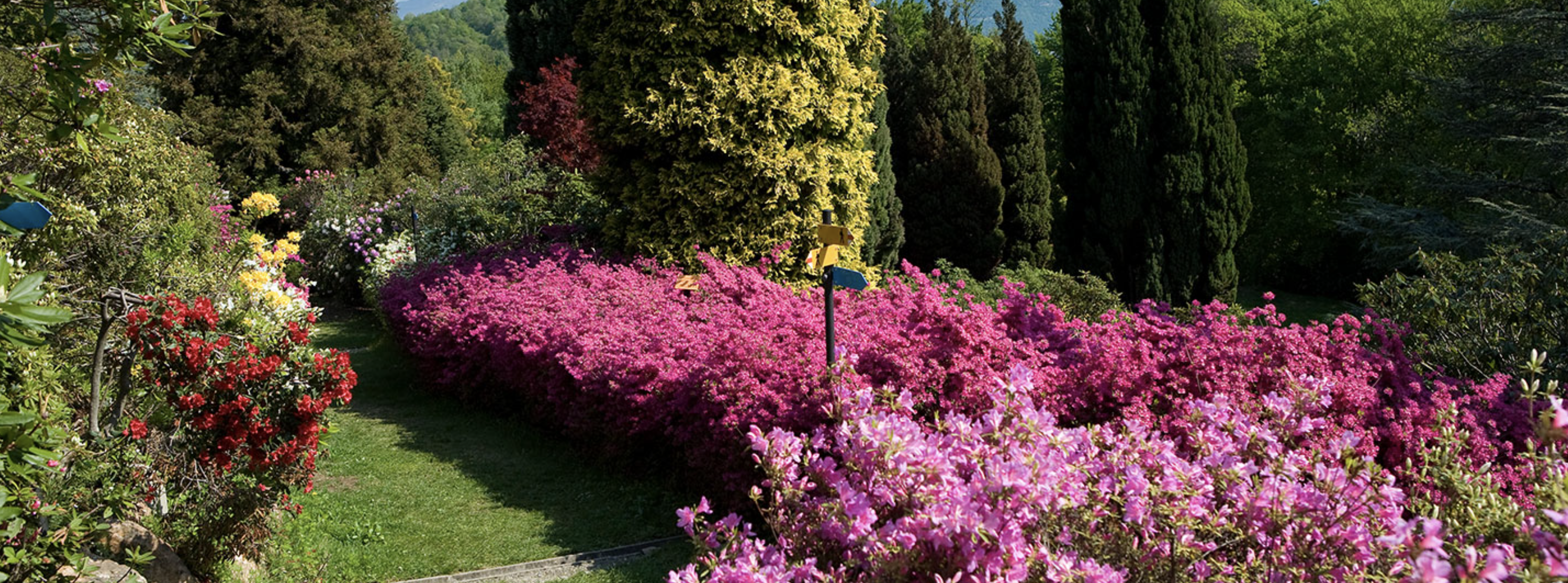 Parco San Grato met bloeiende azalea's en rododendrons in roze en rood